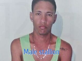 Male_stallion