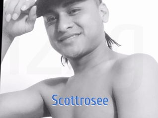 Scottrosee